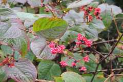 Polygonum sphaerocephalum